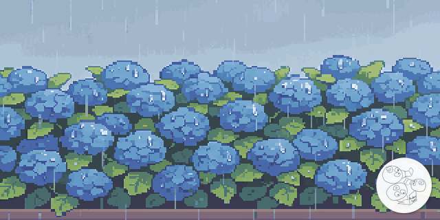 hydrangea_wall_rainy